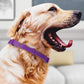 🐱🐶 50% KORTING! Alsof je een onzichtbare insectenmoordenaar om de nek van je huisdier hebt! Deze verstelbare anti-insectenband jaagt vlooien, teken en muggen op de vlucht – zonder gif, zonder geur, en zonder dat je kat of hond er last van heeft.